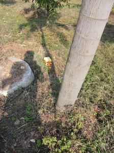 Project Image of 3762.0 - 10890.0 Sq.ft Residential Plot Plot for buy in Suvarna Green City