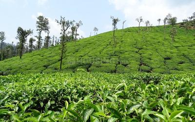 Project Image of 15260.0 - 17440.0 Sq.ft Agricultural Land Agricultural Land for buy in Sowrem Kotagiri Tea Estate