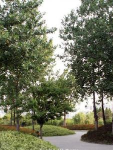 Project Image of 1768.19 - 717596.06 Sq.ft Residential Plot Plot for buy in M3M GIC