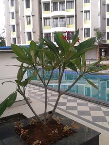 Project Image of 1230.0 - 1504.0 Sq.ft 2 BHK Apartment for buy in Holiday Grandeur
