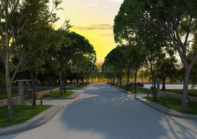 Olive Woods Olive Group Olive woods 1