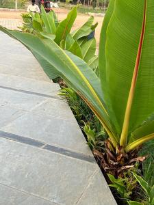 Project Image of 3267.0 - 5445.0 Sq.ft Residential Plot Plot for buy in Suvarnabhoomi Suvarna Sahasra