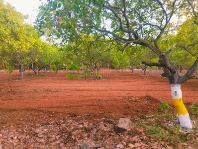 Project Image of 9594.0 - 13838.0 Sq.ft Residential Plot Plot for buy in Banyan Red Soil Mango Farms