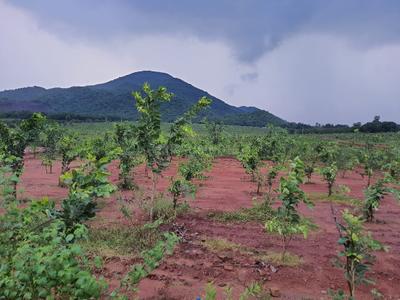 Project Image of 0.0 - 1800.0 Sq.ft Residential Plot Plot for buy in Charan Sandal Gardens