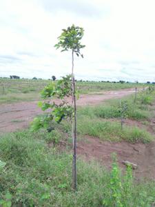 Project Image of 0.0 - 1200.0 Sq.ft Residential Plot Plot for buy in Sai Krishna Sivani Gardens