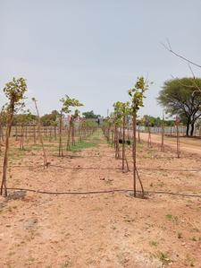 Project Image of 1089.0 - 4590.0 Sq.ft Residential Plot Plot for buy in Sunrise Nature Farms