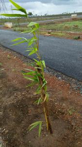 Project Image of 1200.0 - 2400.0 Sq.ft Residential Plot Plot for buy in Yesh Classic Phase II