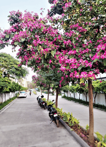 Project Image of 1272.83 - 4278.65 Sq.ft 3 BHK Villa for buy in Sri Woods Estate Phase II