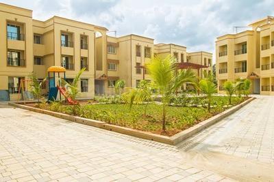 Jashnani Chintamani Habitat Daffodils Type G E Elevation 1