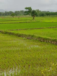 Project Image of 1000.0 - 10000.0 Sq.ft Residential Plot Plot for buy in Trivikram Infra Residential Plot In Ranjanpada Mahamumbai