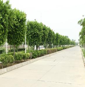 Project Image of 915.0 - 3391.0 Sq.ft Residential Plot Plot for buy in Omaxe City Plot