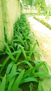 Project Image of 373.83 - 616.66 Sq.ft 1 BHK Apartment for buy in Grow Riverside Greens