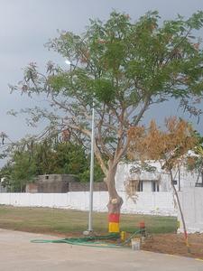 Project Image of 1800.0 - 2400.0 Sq.ft Residential Plot Plot for buy in Wisdom Sri Sai Garden