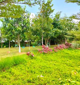 Project Image of 1323.0 - 3600.0 Sq.ft Residential Plot Plot for buy in True The Orchard