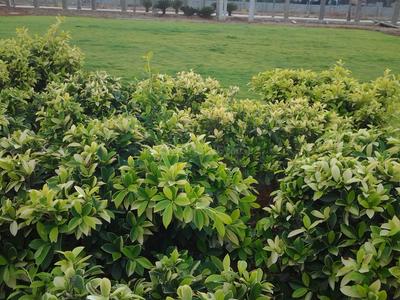 Project Image of 810.0 - 4797.0 Sq.ft Residential Plot Plot for buy in Peram Aditya Grand