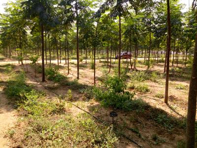 Project Image of 3375.0 - 5445.0 Sq.ft Residential Plot Plot for buy in Myneni Peacock Avenue