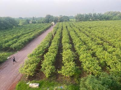 Project Image of 10000.0 - 20000.0 Sq.ft Residential Plot Plot for buy in Samriddhi Farm