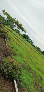Project Image of 1163.0 - 2400.0 Sq.ft Residential Plot Plot for buy in Premier Water Way