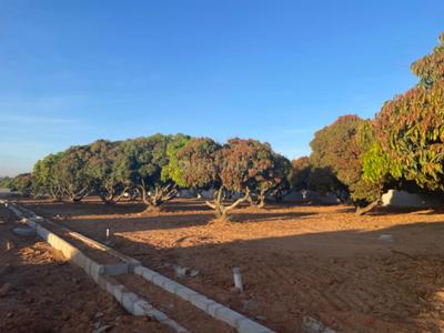 Project Image of 5178.0 - 11433.0 Sq.ft Residential Plot Plot for buy in PK Mango Nest Farmlands