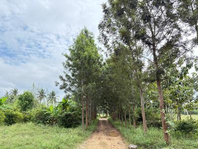 Project Image of 6000.0 - 12000.0 Sq.ft Residential Plot Plot for buy in Navile Farms 