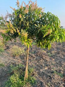 Project Image of 1089.0 - 5445.0 Sq.ft Residential Plot Plot for buy in Fortune Samskruthi Farms