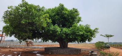 Project Image of 5445.0 - 11700.0 Sq.ft Residential Plot Plot for buy in CK Atmos Breathe