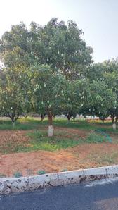 Project Image of 1215.0 - 2997.0 Sq.ft Residential Plot Plot for buy in Avani Sri Yadadri Gardens