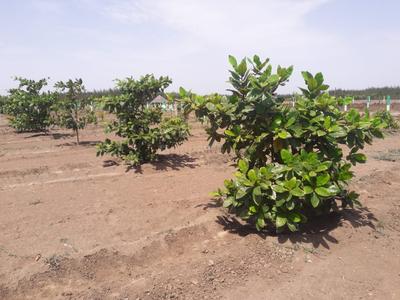 Project Image of 9600.0 - 19999.0 Sq.ft Residential Plot Plot for buy in Kingmakers Farm Land