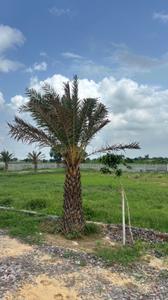 Project Image of 990.0 - 1800.0 Sq.ft Residential Plot Plot for buy in Atharv City