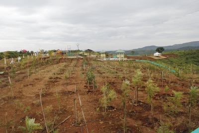 Project Image of 5500.0 - 13605.0 Sq.ft Residential Plot Plot for buy in Mango Club