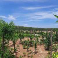 Project Image of 1800.0 - 7901.0 Sq.ft Residential Plot Plot for buy in Aparna Dharani