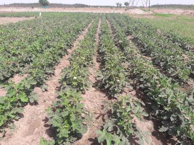 Kingmakers Farm Land Others 1