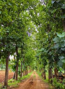 Project Image of 5445.0 - 10890.0 Sq.ft Residential Plot Plot for buy in Krushika Thusha Farms