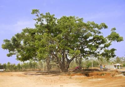 Project Image of 1140.0 - 1760.0 Sq.ft Residential Plot Plot for buy in Akshaya Vintage Venezia