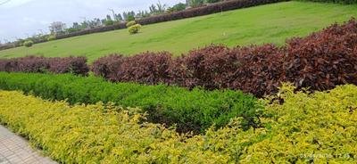 Project Image of 1200.0 - 1500.0 Sq.ft Residential Plot Plot for buy in Adithya Homes Paradise