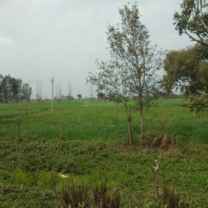 Project Image of 450.0 - 10350.0 Sq.ft Residential Plot Plot for buy in Shubham Jewar City