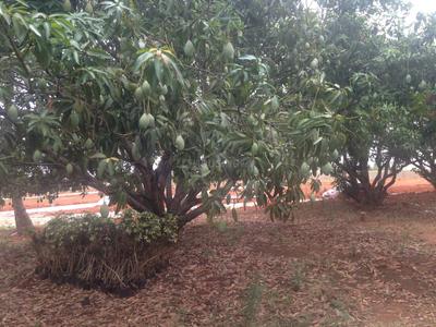 Project Image of 1108.0 - 2400.0 Sq.ft Residential Plot Plot for buy in Shriram Godhuli