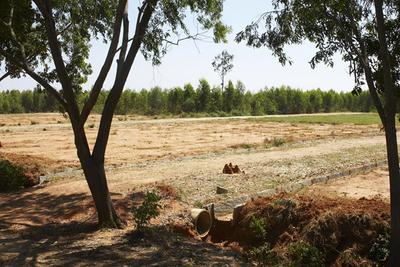 Project Image of 1200.0 - 2400.0 Sq.ft Residential Plot Plot for buy in Maxworth Max Blossom