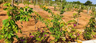 Project Image of 1350.0 - 2700.0 Sq.ft Residential Plot Plot for buy in Srr Fortune Gachibowli Paradise County Phase 5
