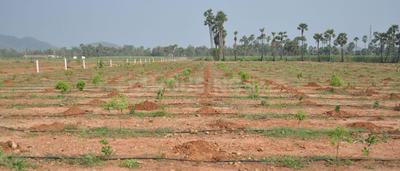 Project Image of 540.03 - 3635.94 Sq.ft Residential Plot Plot for buy in Sunrise Sai Vanam