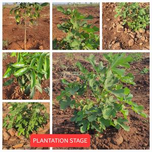 Project Image of 5445.0 - 9000.0 Sq.ft Agricultural Land Agricultural Land for buy in Harivillu Wild Wood