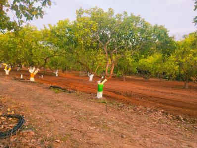 Project Image of 9594.0 - 13838.0 Sq.ft Residential Plot Plot for buy in Banyan Red Soil Mango Farms