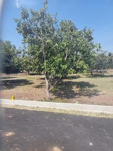 Project Image of 600.0 - 2415.0 Sq.ft Residential Plot Plot for buy in Kris Farms
