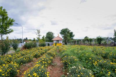Project Image of 5470.0 - 11900.0 Sq.ft Residential Plot Plot for buy in Graama