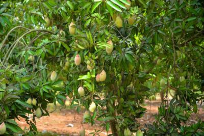 Project Image of 9594.0 - 13838.0 Sq.ft Residential Plot Plot for buy in Banyan Red Soil Mango Farms