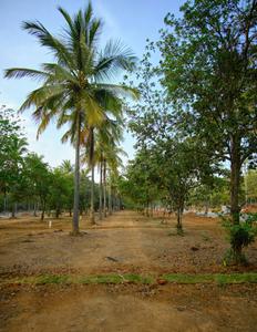 Project Image of 1593.06 - 4389.0 Sq.ft Residential Plot Plot for buy in DRA Ranka Palm Lakeside