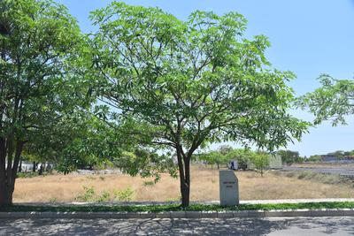 Project Image of 1502.0 - 2515.0 Sq.ft Residential Plot Plot for buy in Akshaya Sangamam