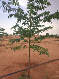Project Image of 0.0 - 5400.0 Sq.ft Residential Plot Plot for buy in Space Vision Green Acres