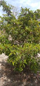 Project Image of 9800.0 - 10500.0 Sq.ft Residential Plot Plot for buy in RWD Ibis County