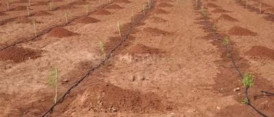 Project Image of 540.03 - 3635.94 Sq.ft Residential Plot Plot for buy in Sunrise Sai Vanam
